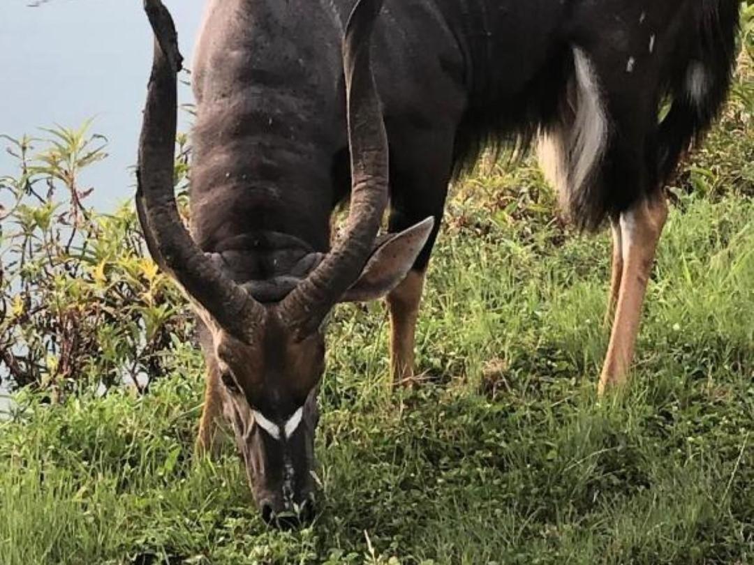 Panache Wildlife Cottage-Self Catering Hoedspruit Eksteriør bilde